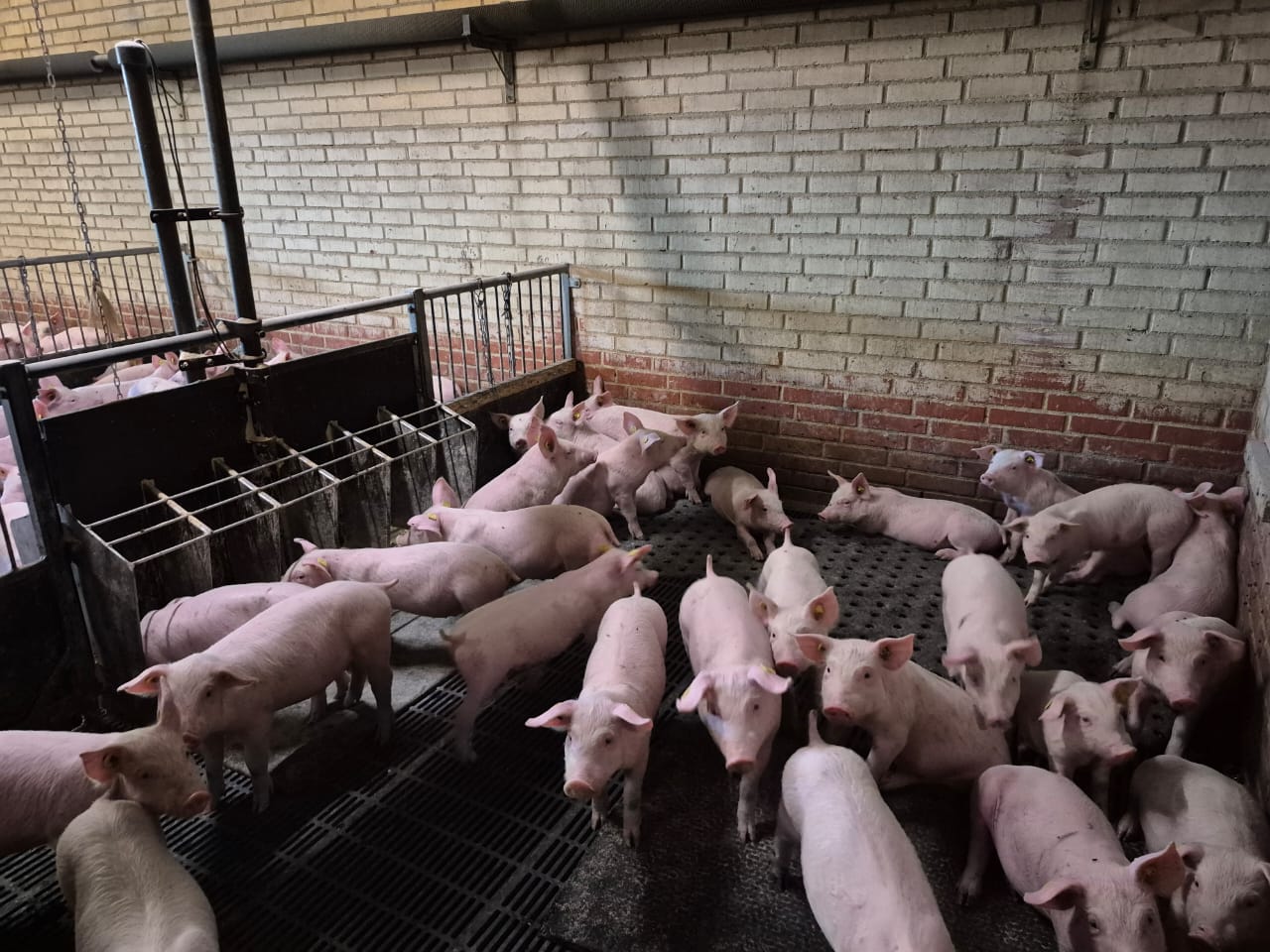 Livestock Farming — pigs and poultry at Mukaro Farm